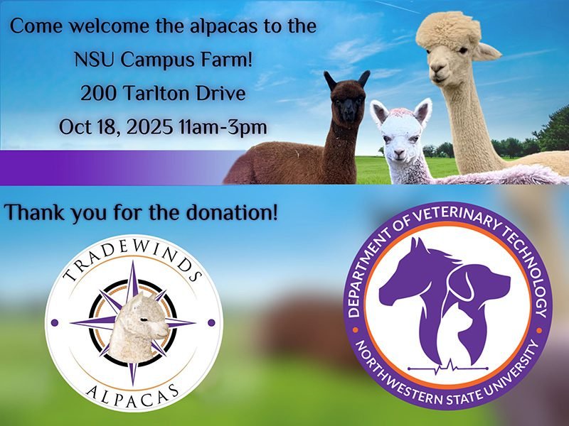 Welcome the Alpacas to the NSU Farm